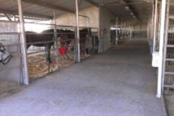 A cow is standing in the middle of an indoor pen.